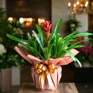 Bromelien