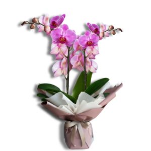 Rosa Orchidee