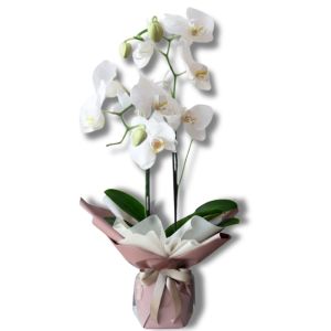 Weiße Orchidee
